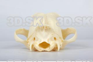 Skull Dog 0021
